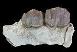 Hyracodon (Running Rhino) Jaw Section - South Dakota #80159-1